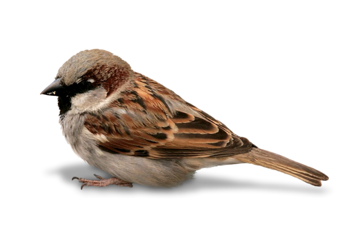 Воробей на белом фоне