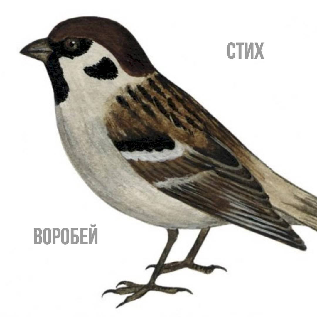 Изображение птиц для детей