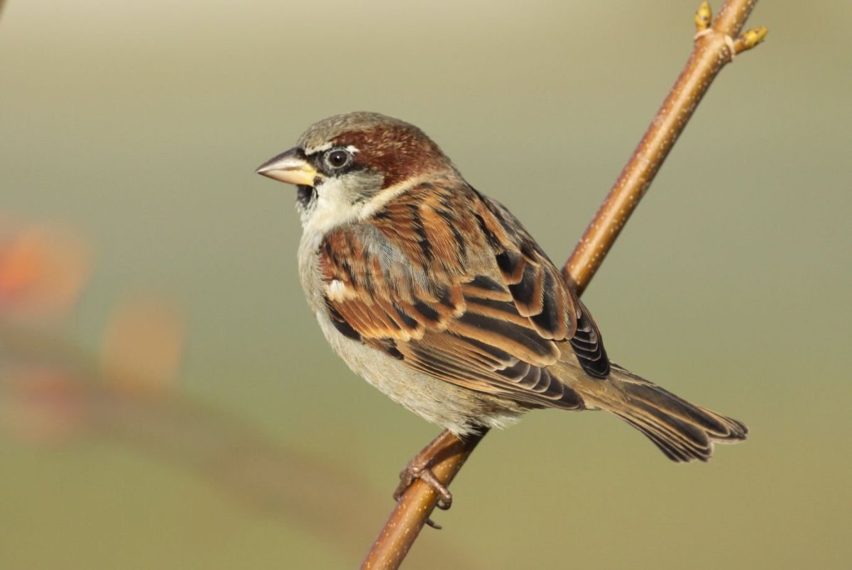 Хвост воробья