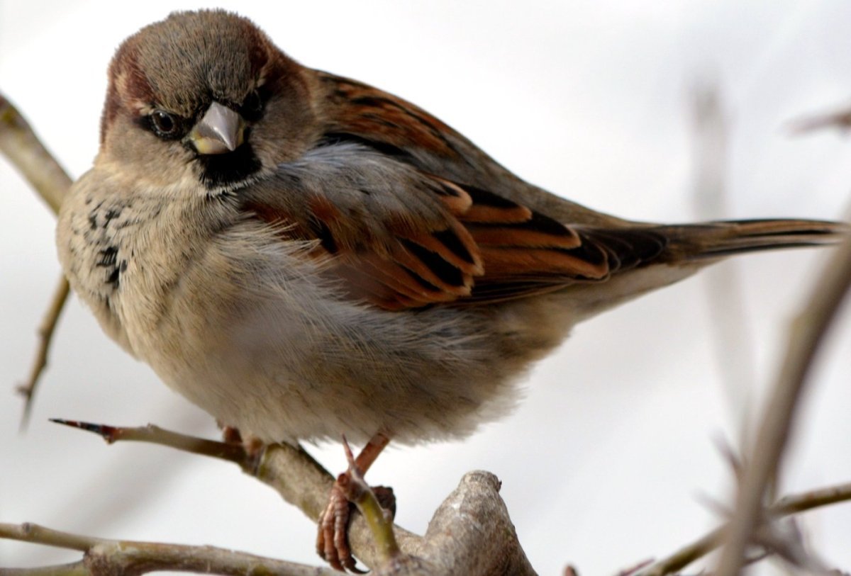 Александр Воробей