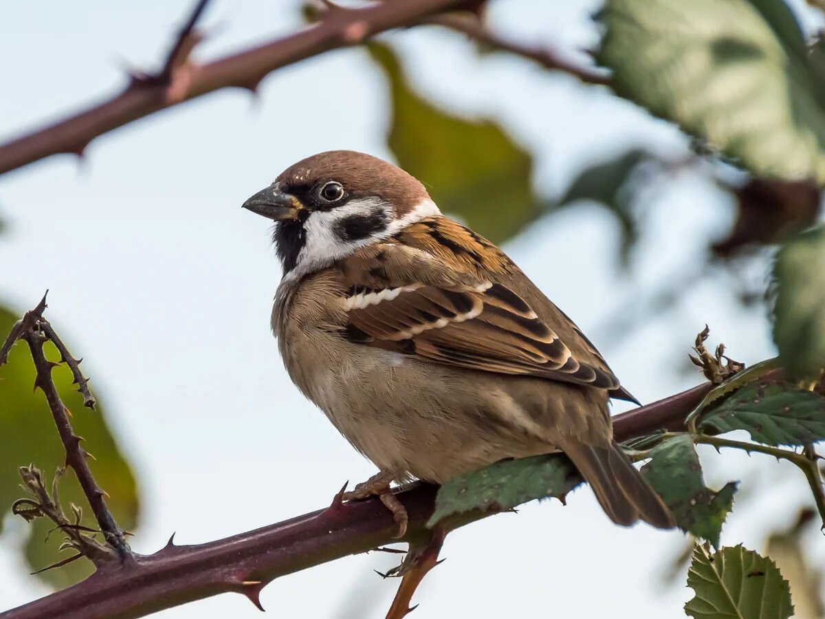 Мадагаскарская воробьиха