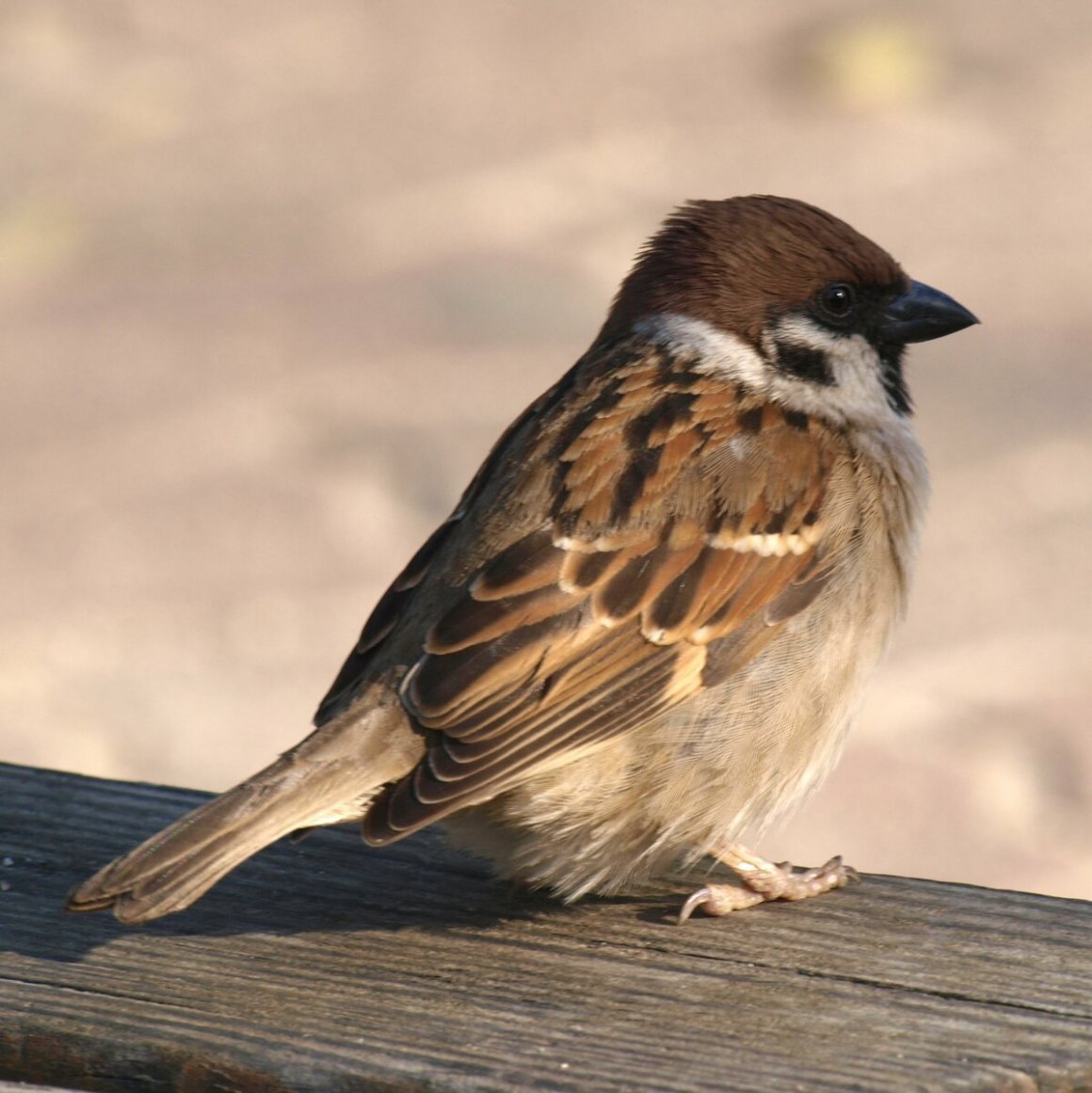 Красивый Воробей