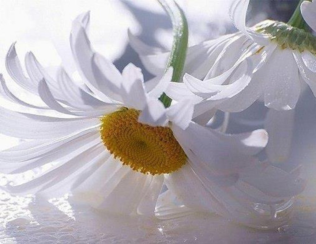 Нежность ромашки