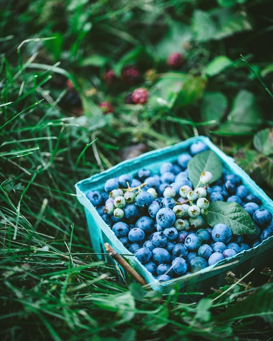 Земляника и черника