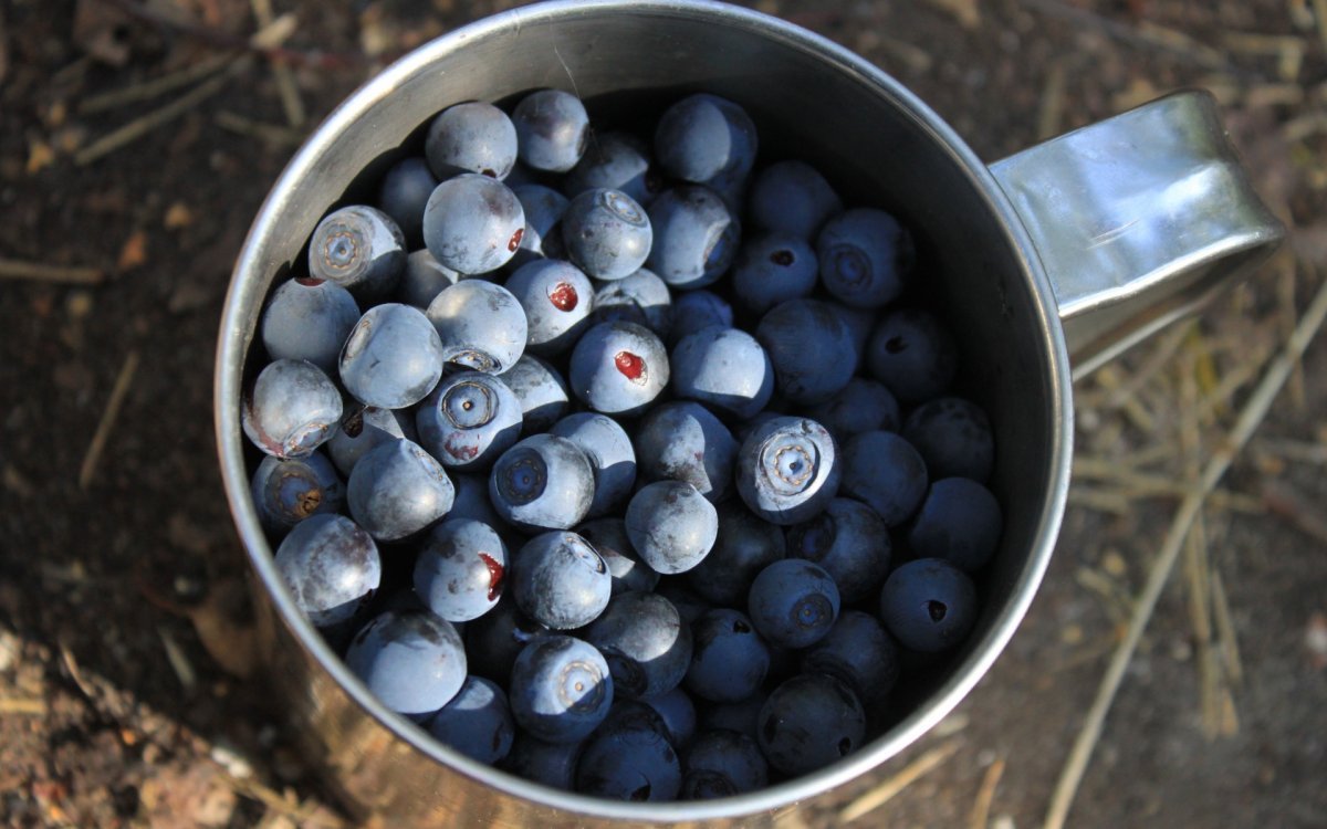 В лес за черникой