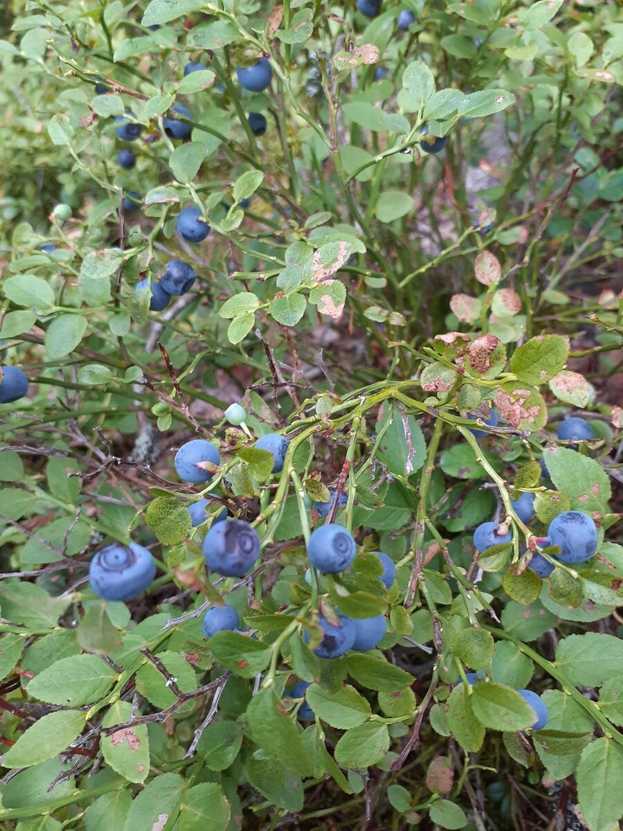 Exchange of Berries from the Wood
