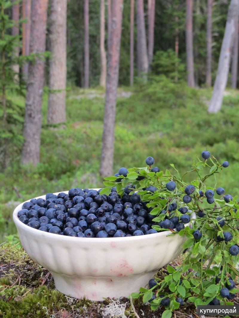 Черника Лесная