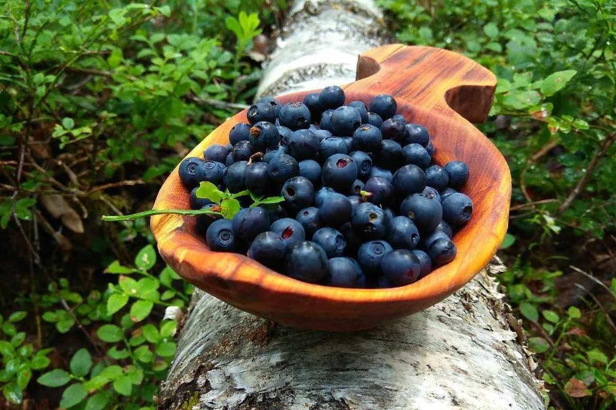 Голубика в Карелии