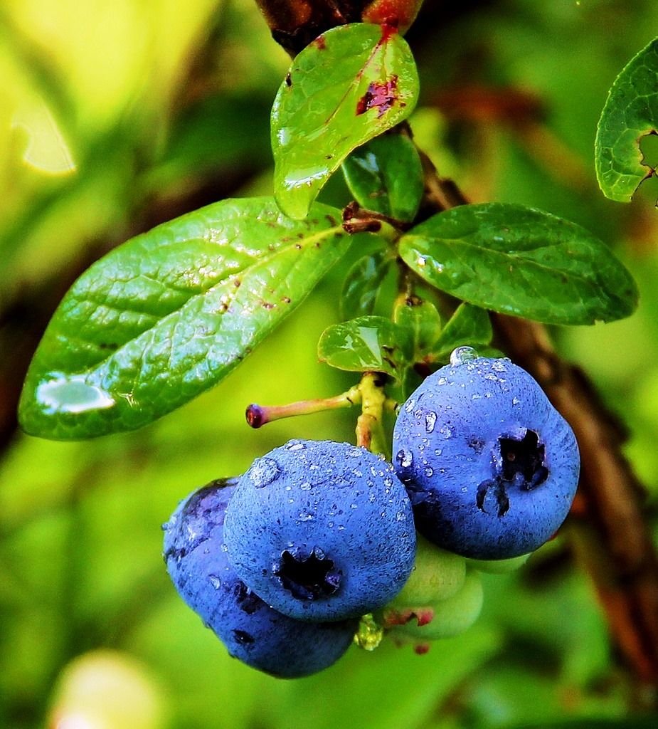 Черника в лесу Подмосковья