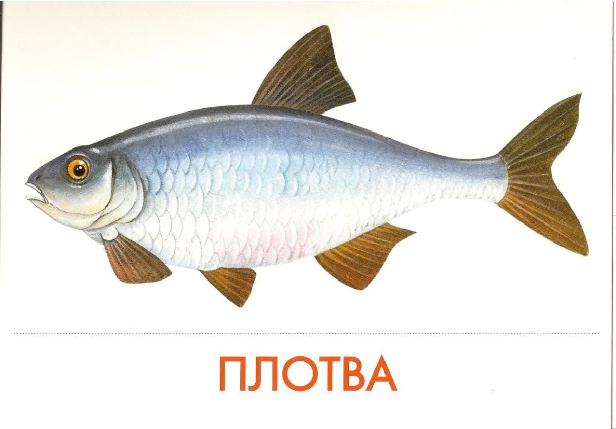 Речные рыбы для дошкольников