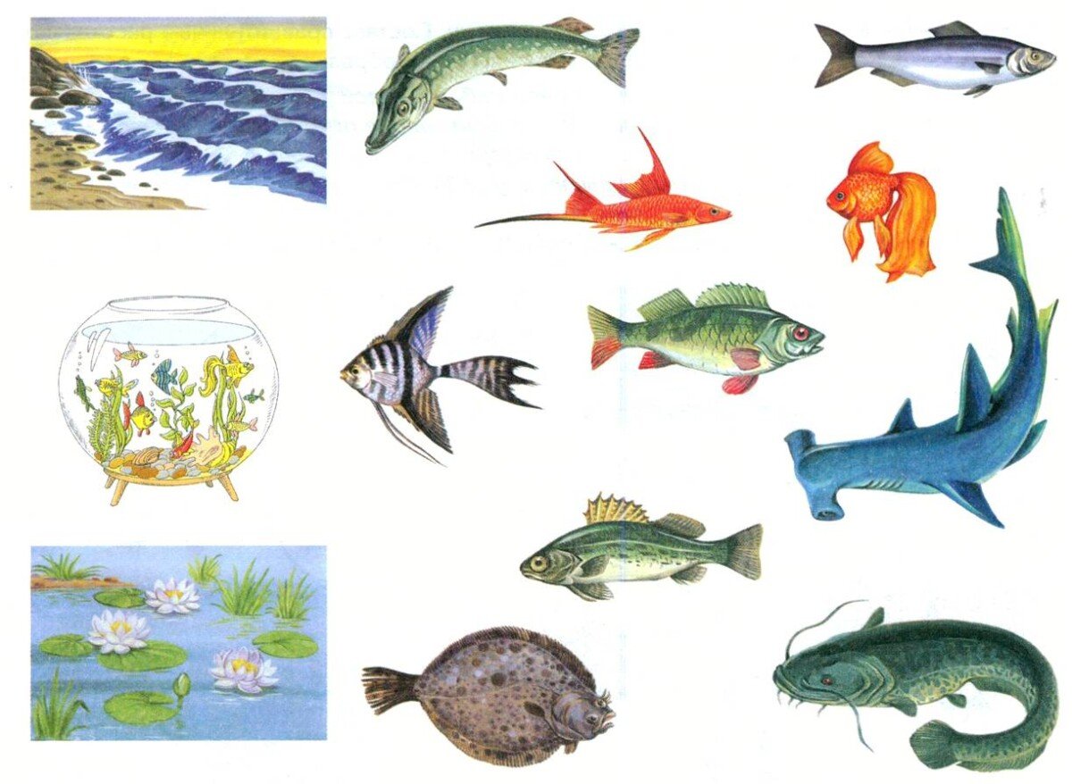 Аквариумные рыбки