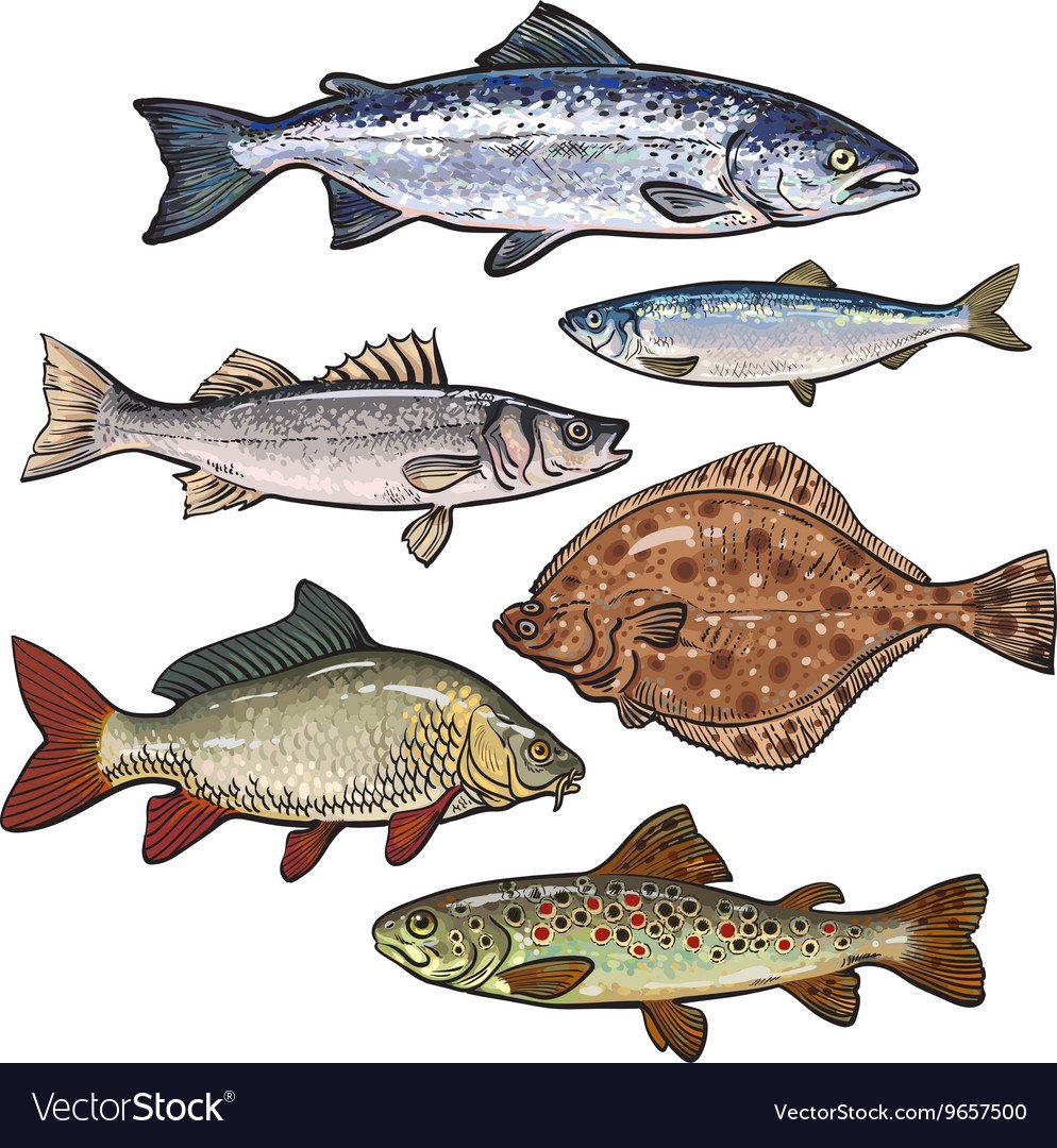 Морские и речные рыбы для детей