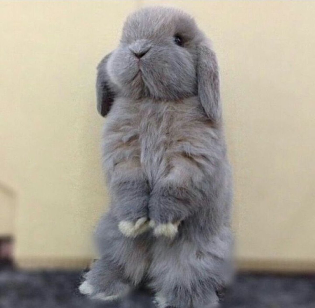 Грустный заяц