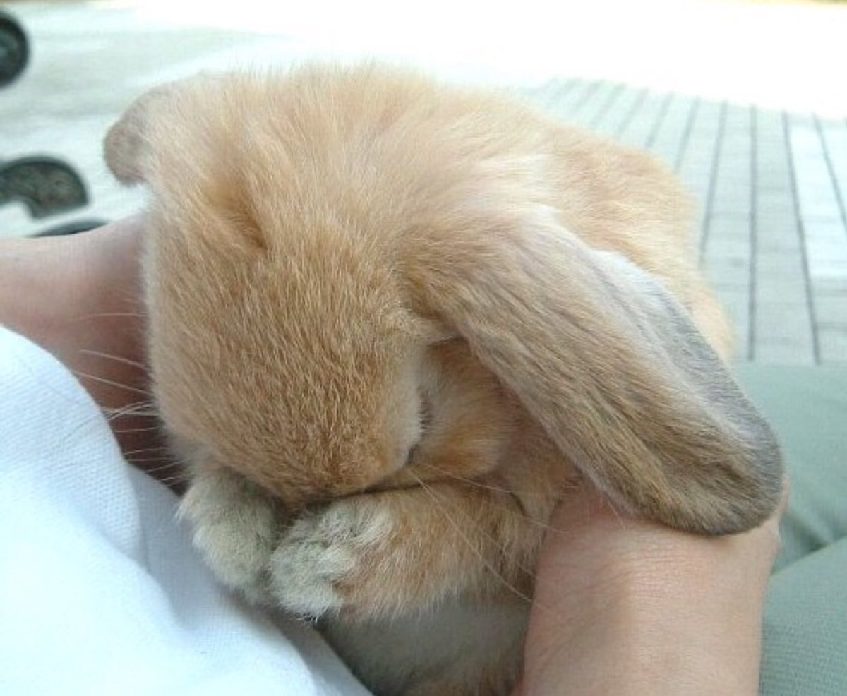 Грустный Зайка