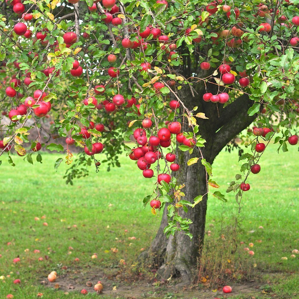 Фруктовые деревья Вриндавана