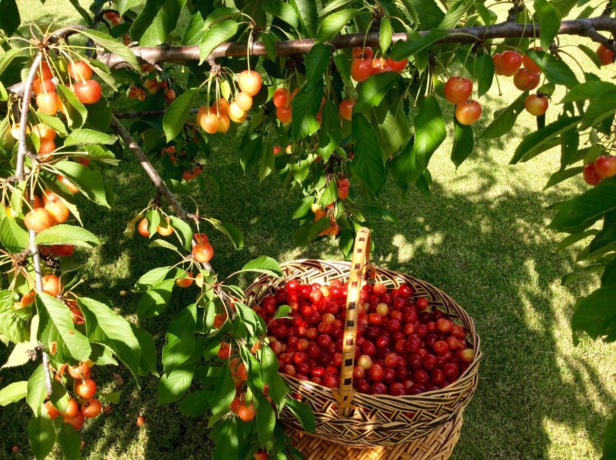 Яблоня Аполлон (2 года)