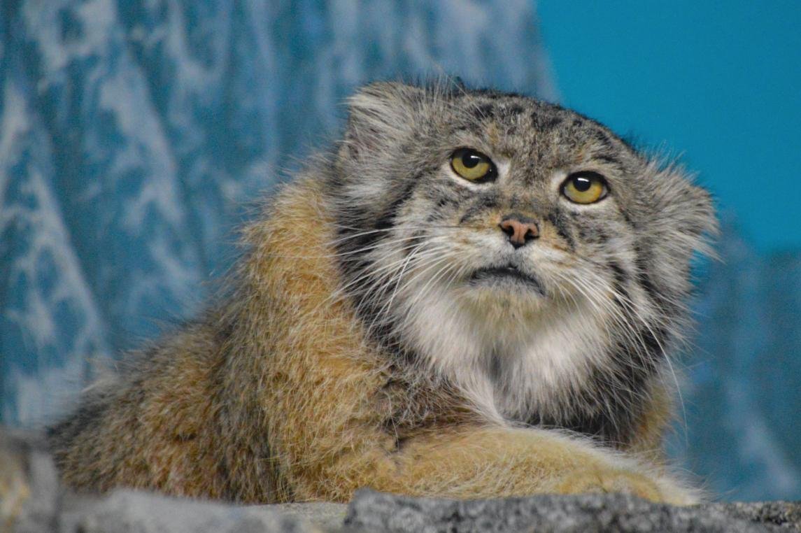 Манул кошка