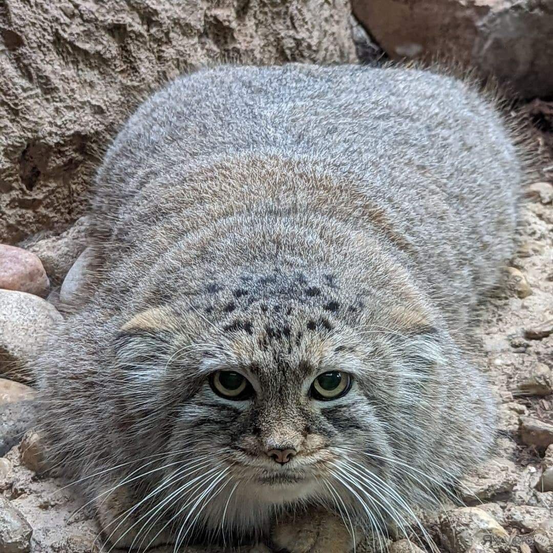 Манул неизгладимый