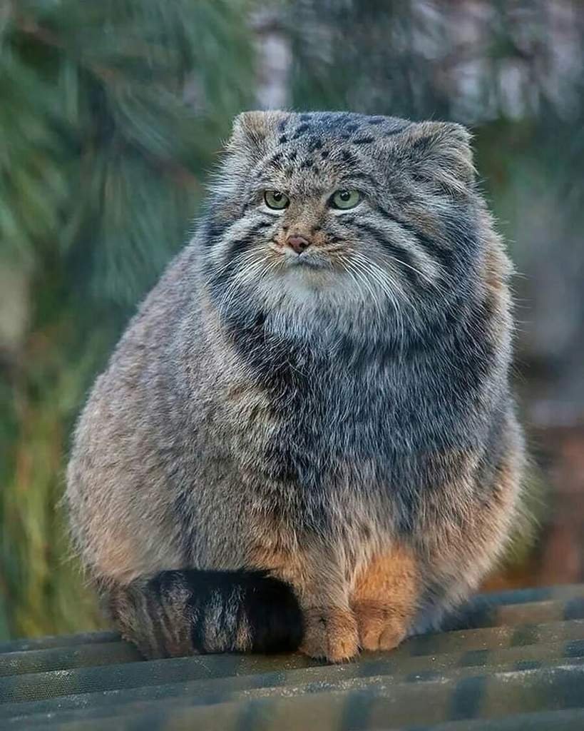 Сибирский дикий кот Манул