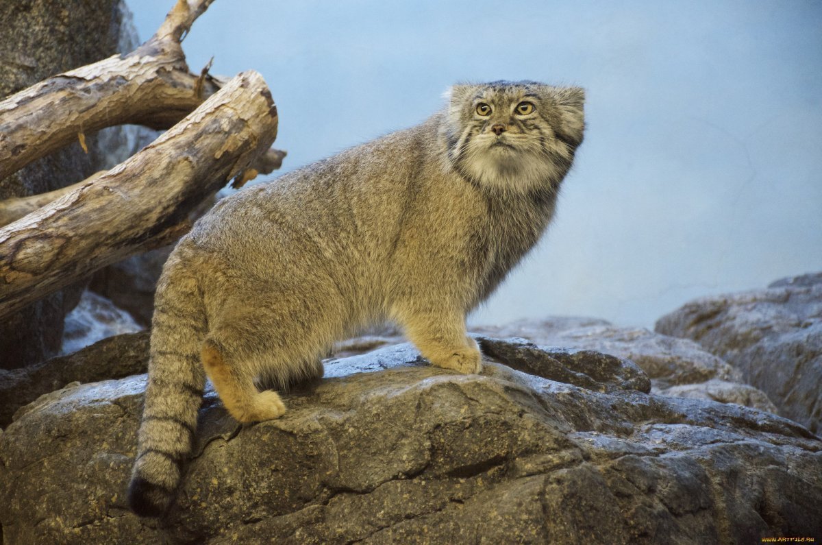 Баргузинский заповедник Манул