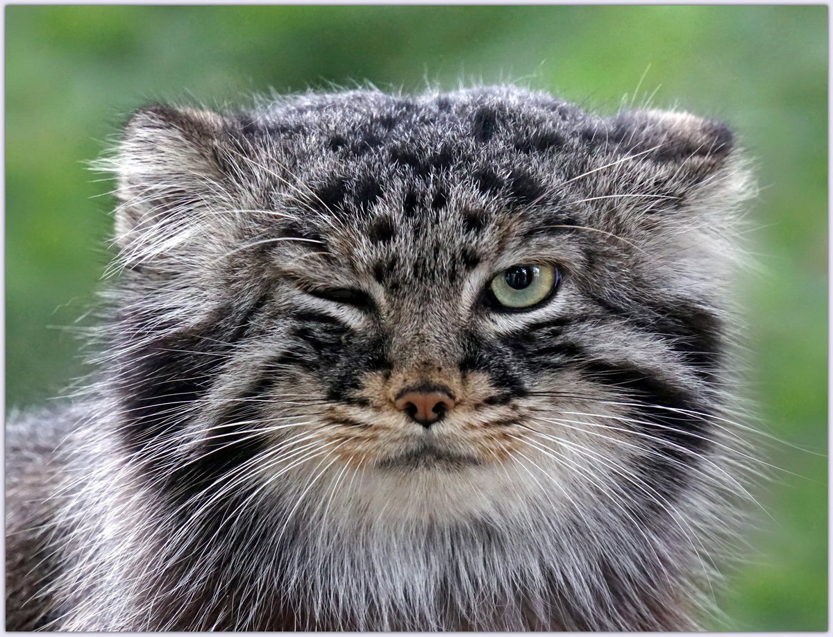 Дальневосточный кот Манул