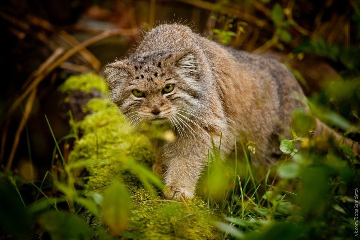 Дикий Лесной кот Манул