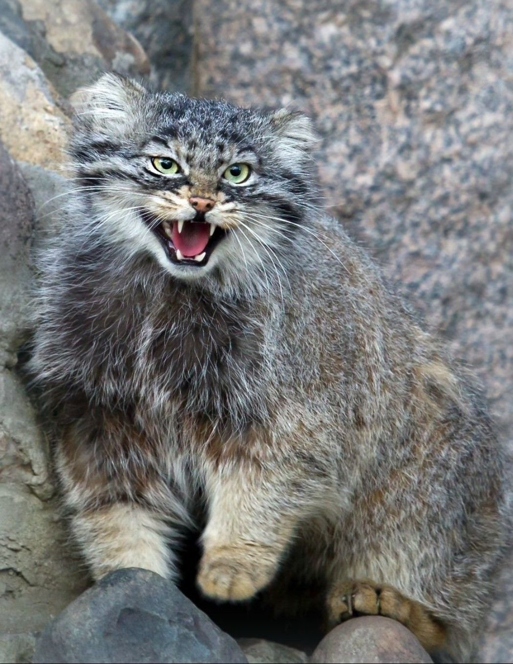 Дикий кот Манул