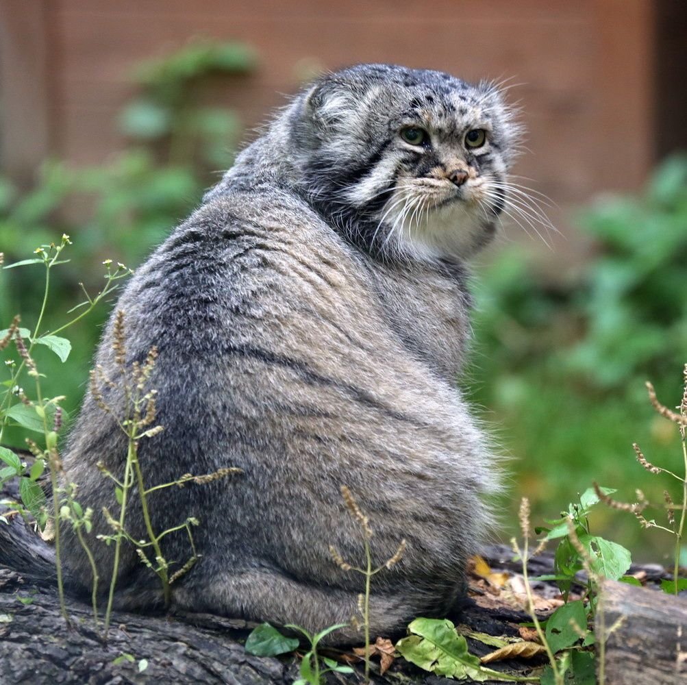 Среднеазиатский Манул