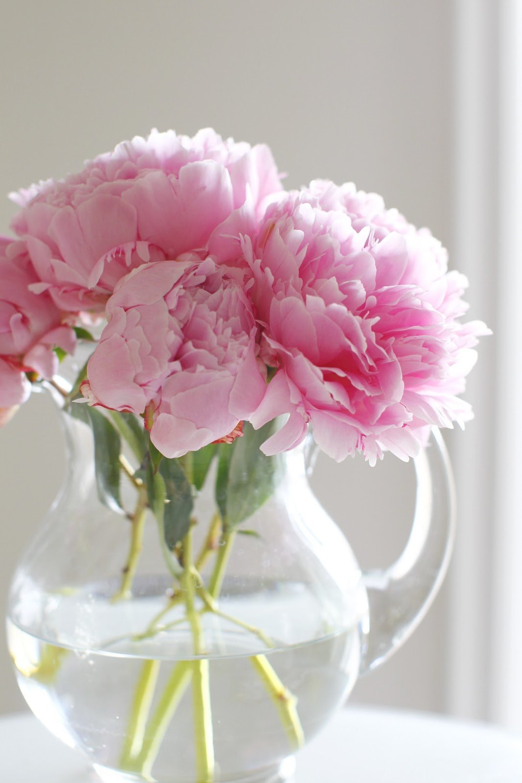 Пионы в вазе HD