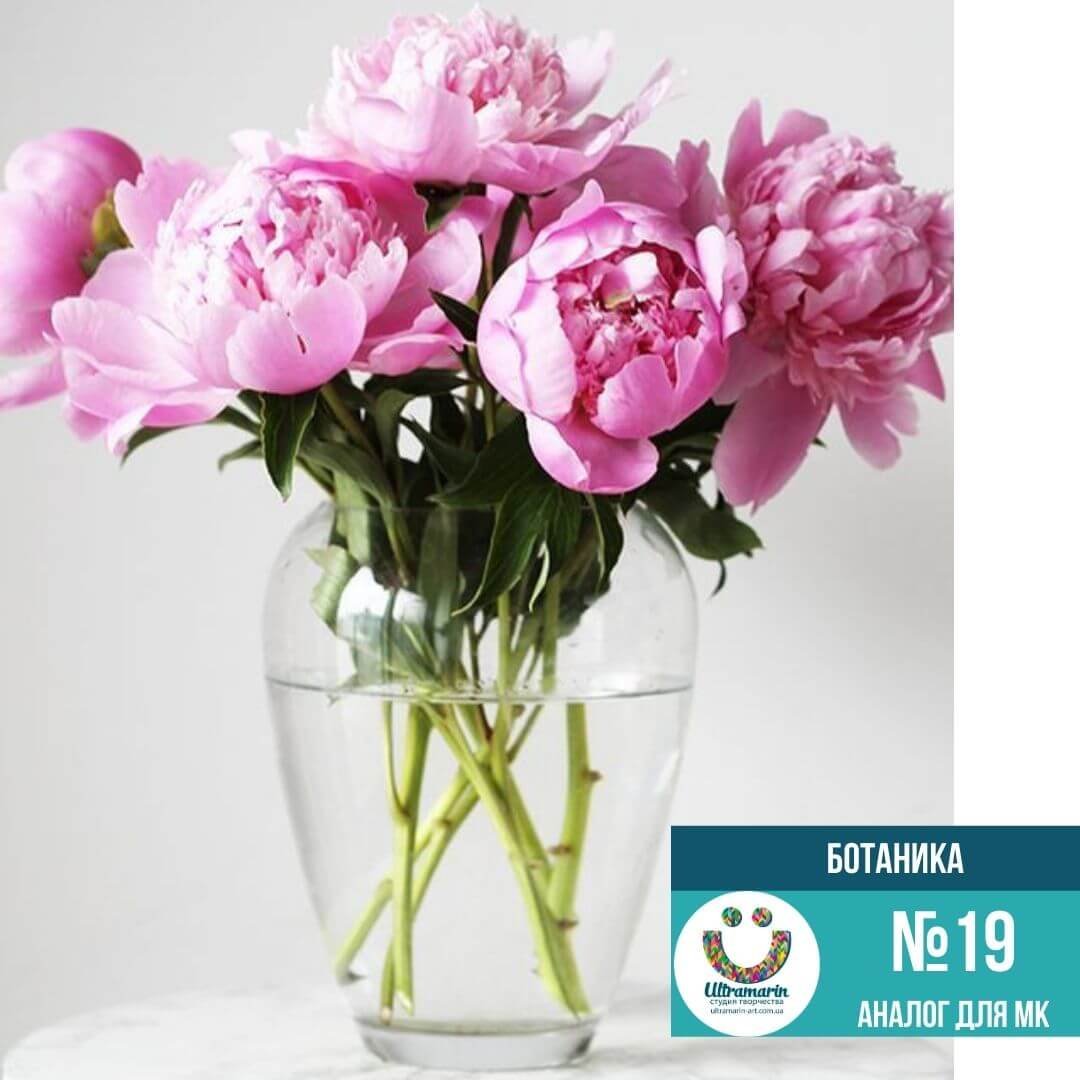 Увеличенные пионы фотохудожник