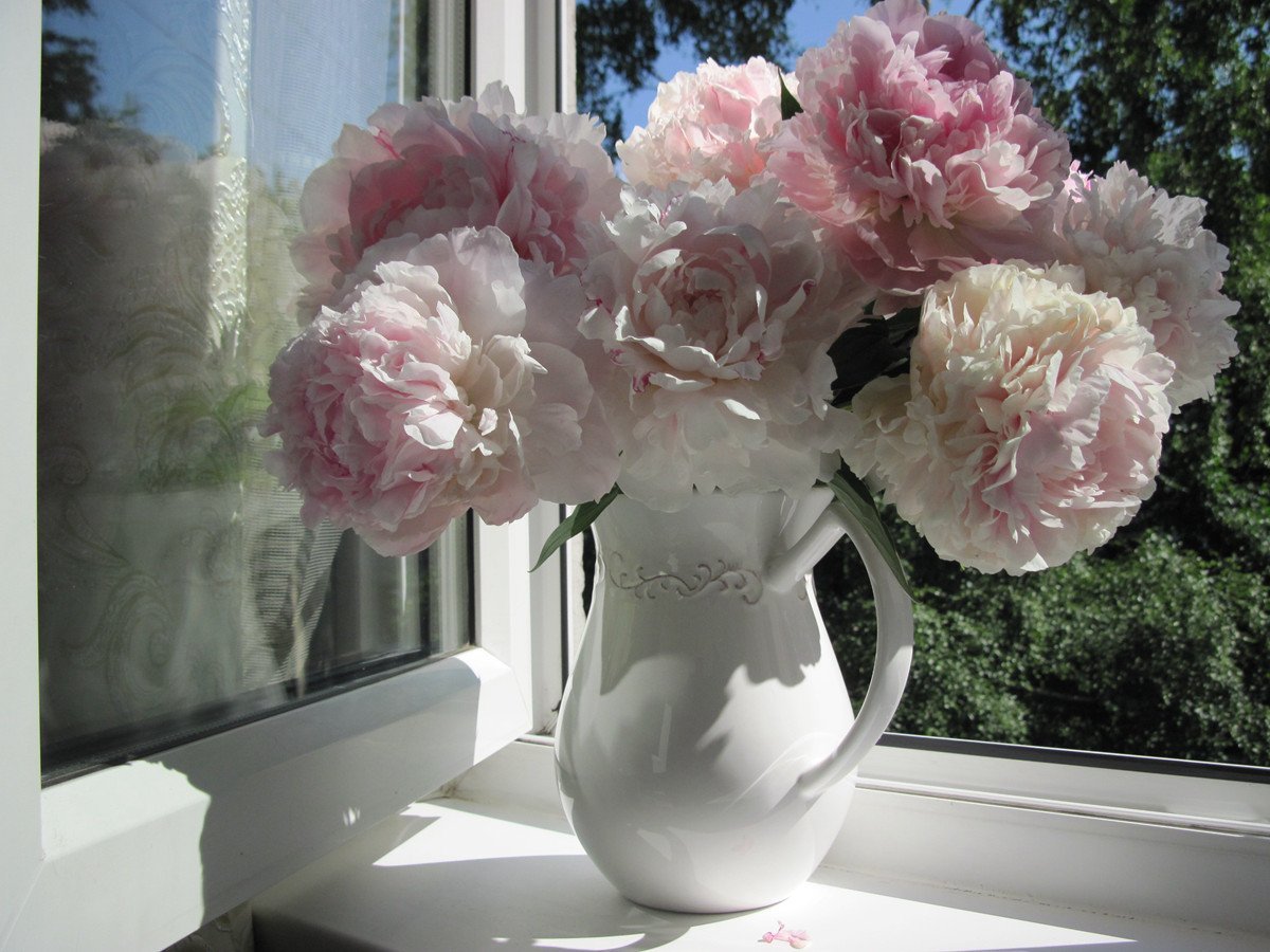 Пионы в вазе