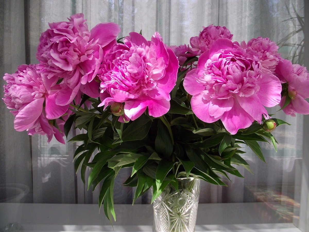 Пионы в стеклянной вазе