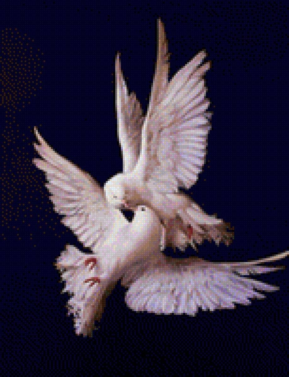 Голубь в руках на черном фоне