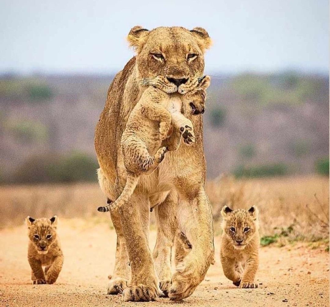 Прайд Львов