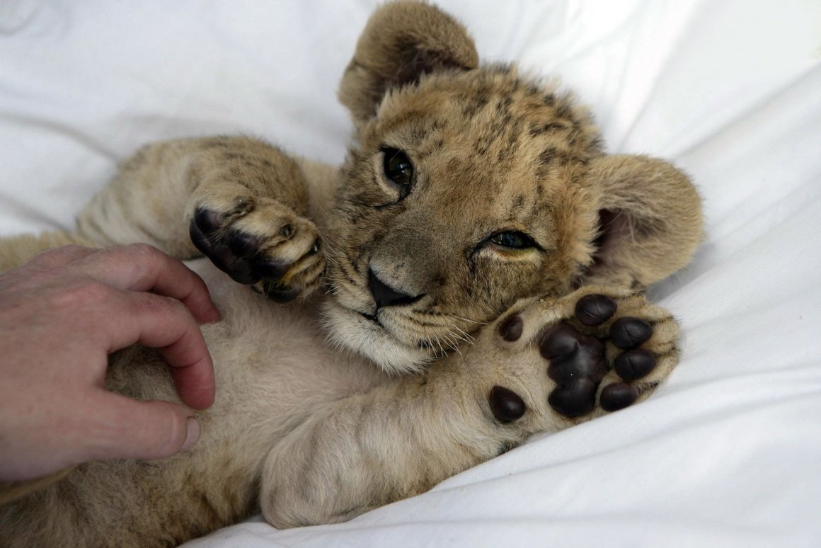 Новорождённые львята