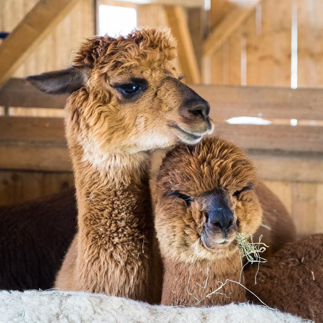 Милые ламы и альпаки