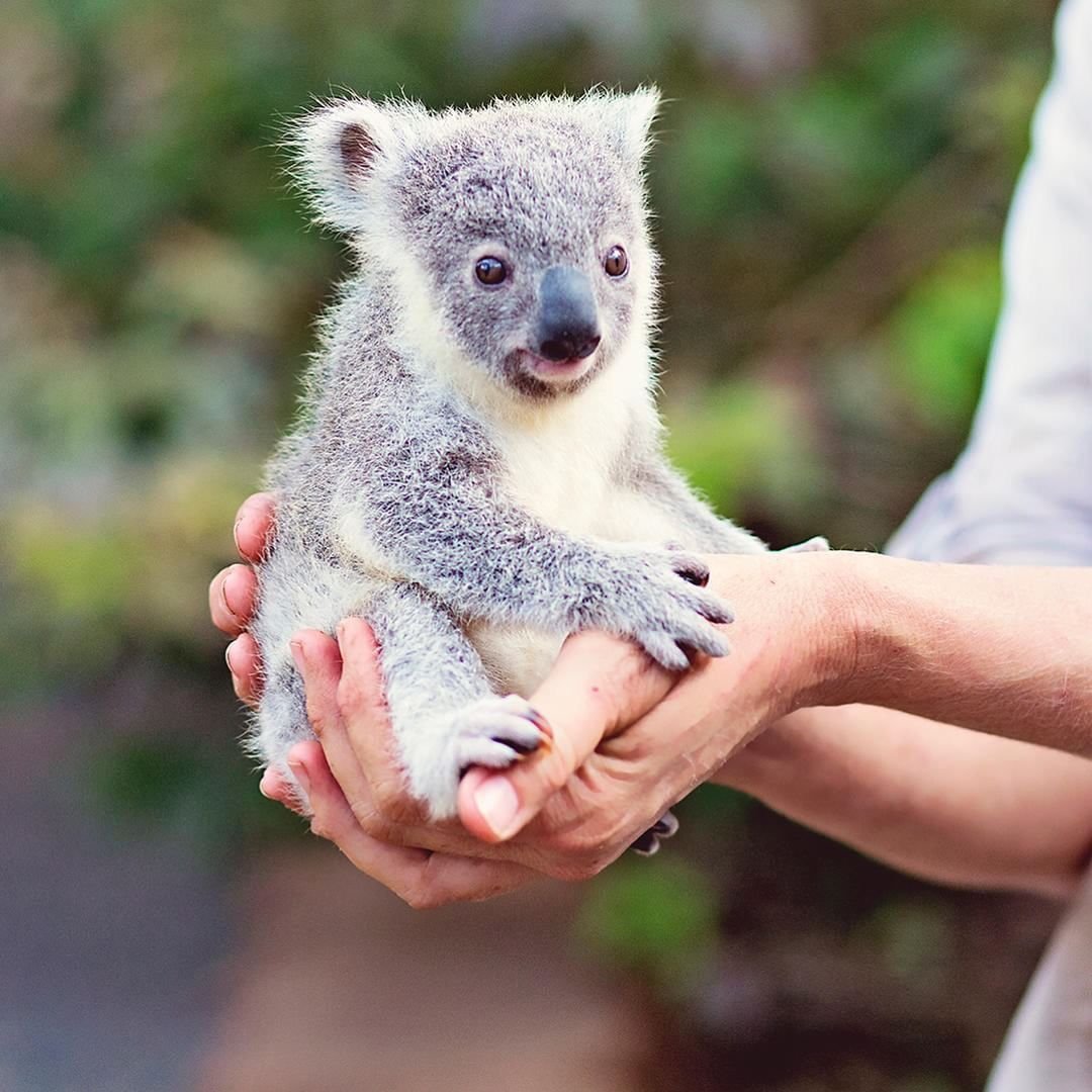 Коала сумчатое животное или нет