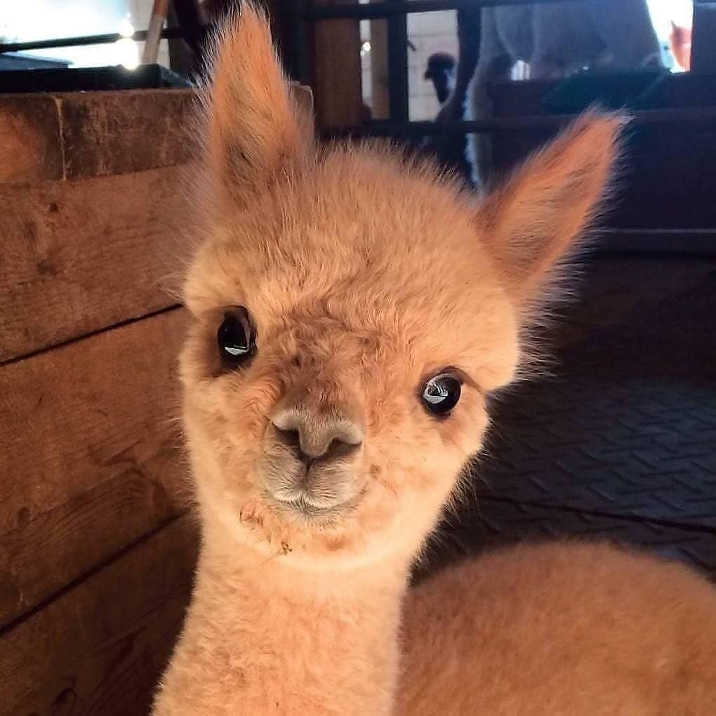 Детеныш ламы