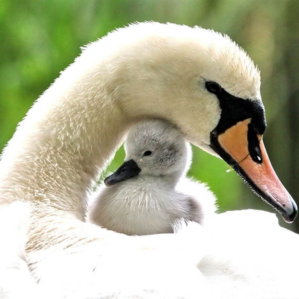 Маленькие львицы