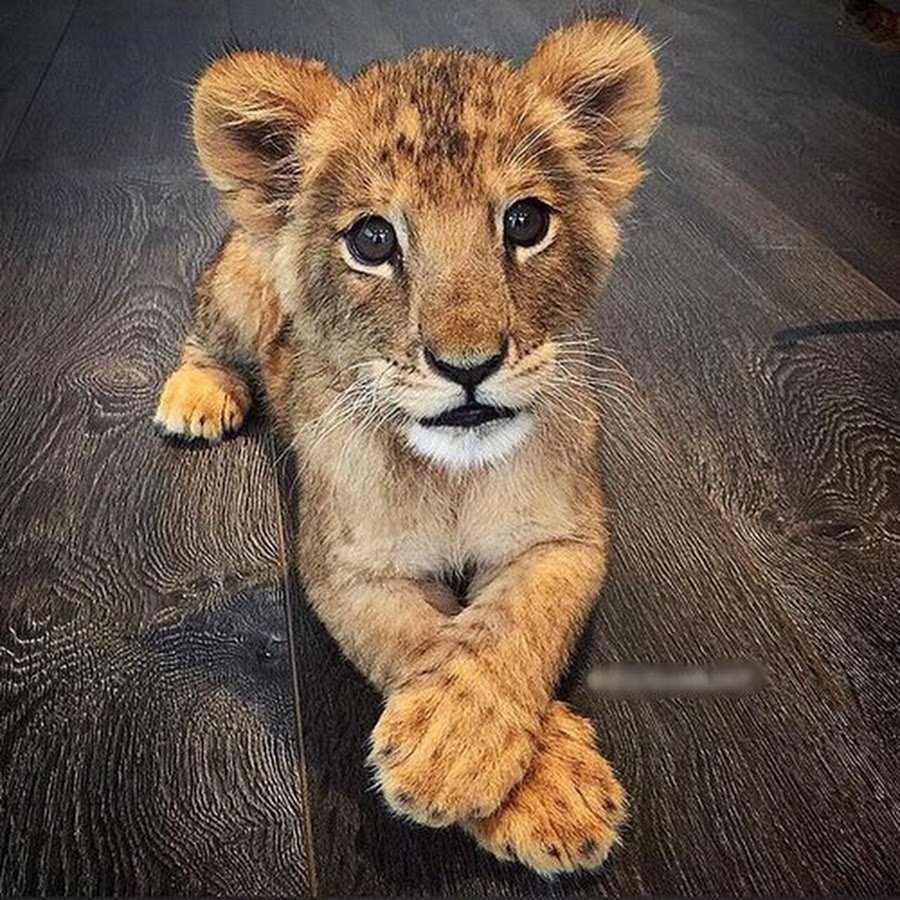 Львенок на руках