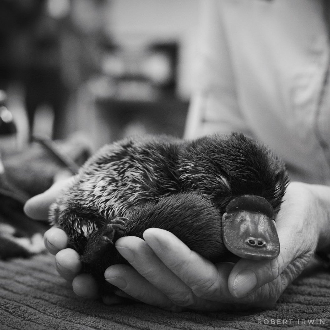 Самые маленькие животные