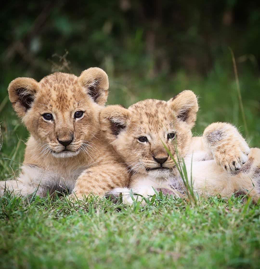 Красивый Львенок