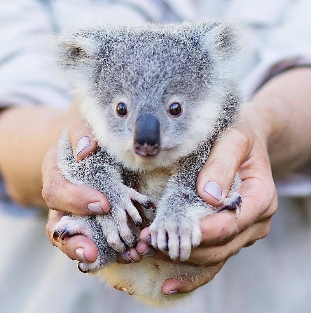 Коала в Московском зоопарке