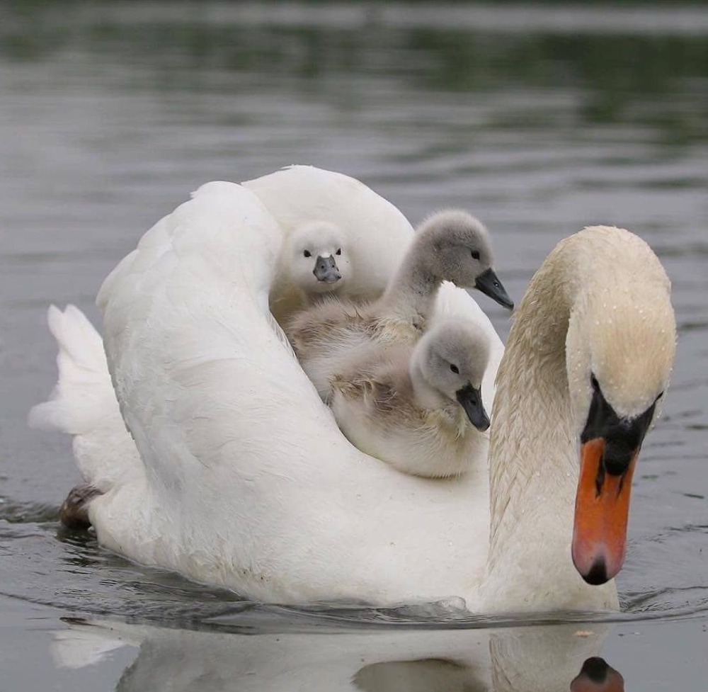 Лебедь с детками