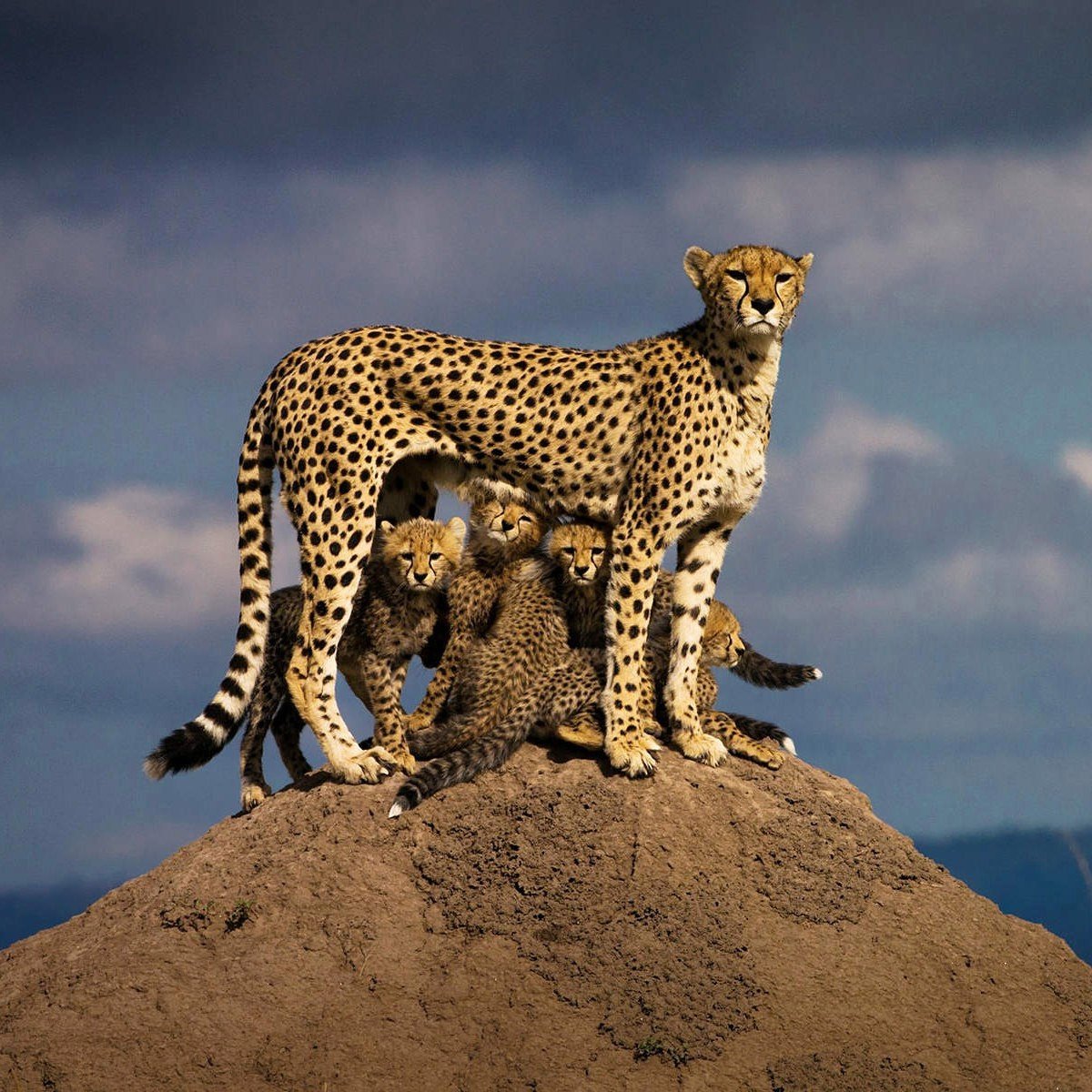 Детеныш гепарда