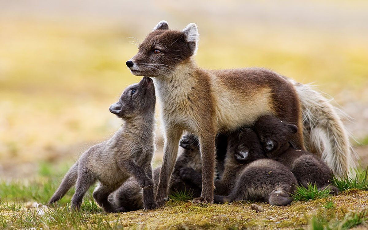 Лебедь шипун с птенцами