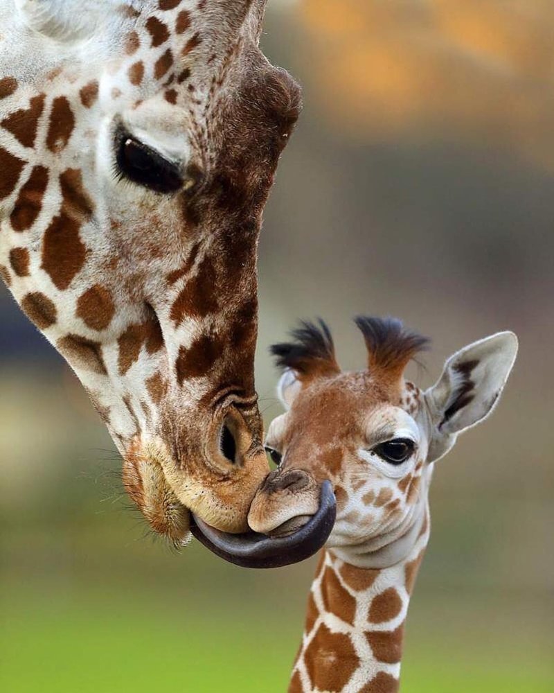 Милота собаки