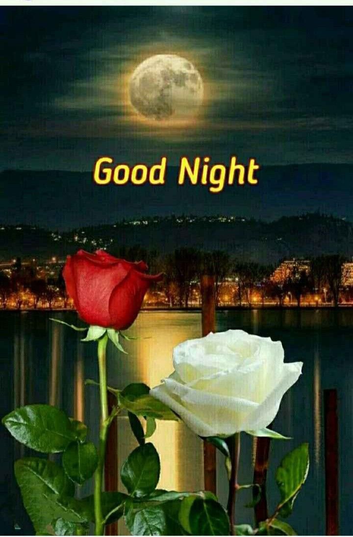 Добрый вечер с белыми розами