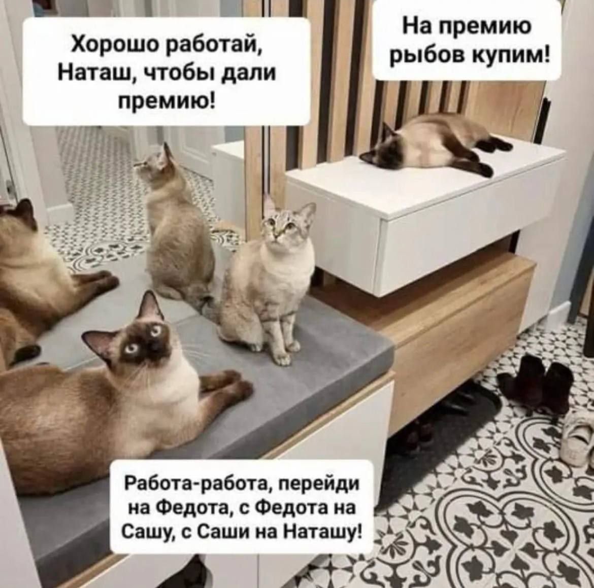 Приколы про котов