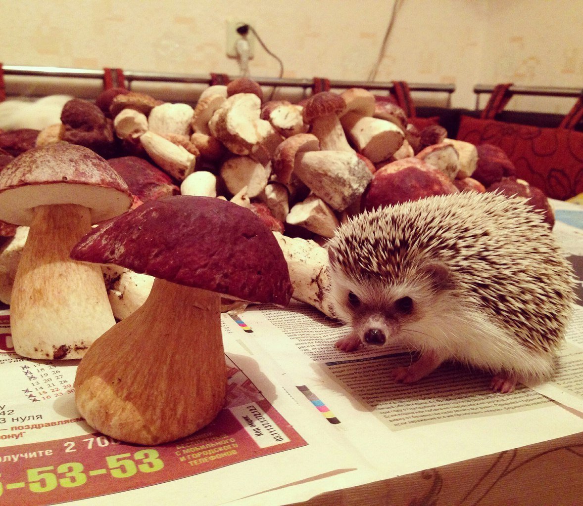 Ежик и грибочек
